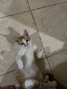 LEPAS ADOPT 2 KUCING SETIA DAN PENYAYANG