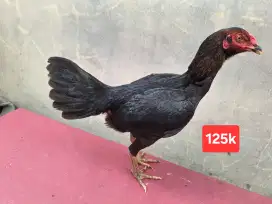 Ayam bangkok, kampung, mangon, pama ninja