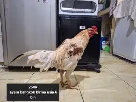 Ayam bangkok, kampung, mangon, pama ninja