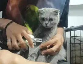 Scottish bsh betina