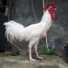 Ayam pelung putih