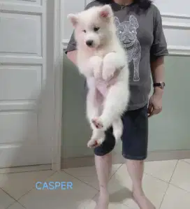 Jual Puppies Samoyed Stamboom Big Bone