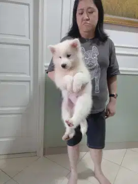 Jual Puppies Samoyed Stamboom Big Bone