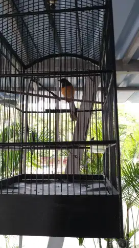 Murai betina + kandang ebod