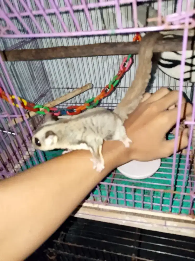 Sugar glider classic grey