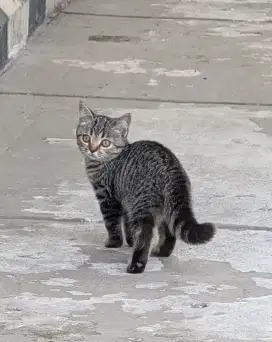 British shorthair black tabby 5 bulan gembul