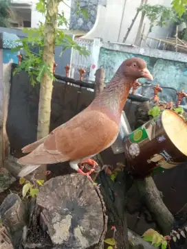 Burung dara giring