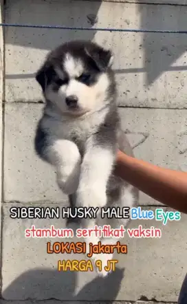 Jual Husky bigbone