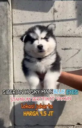 Jual Husky bigbone