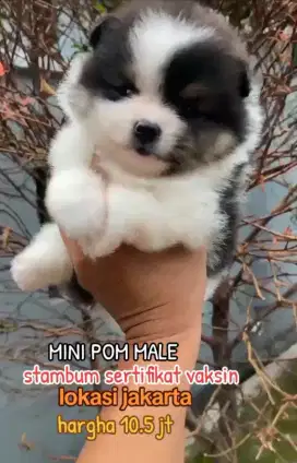 Minipom super cakep