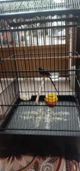 Di jual burung murai Medan +sangkar