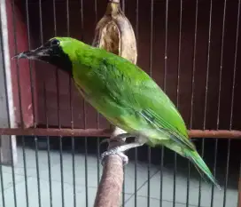 Murai batu Medan