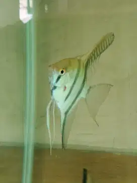 Ikan hias manfish atau angel fish ukuran induk