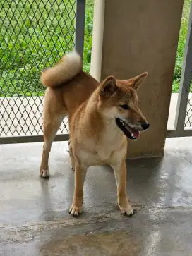 Jual anak anjing shiba inu turunan import