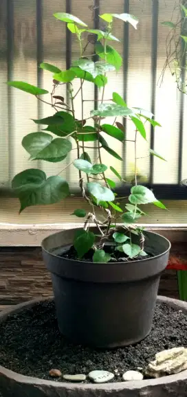 Bonsai waru Taiwan