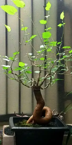 Bonsai murbey sdh berbunga