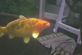 Ikan koi size 45 cm