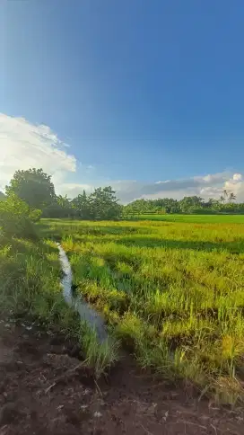 Lahan perumahan di kota Negara - Jembrana