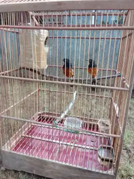 Murai batu Medan jodohan satu induk