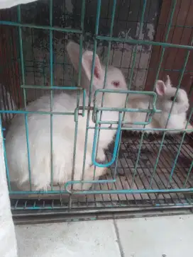 5 ekor Kelinci Netherland Dwarf