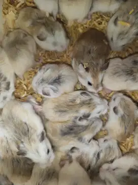 Hamster Roborovski Semarang Utara