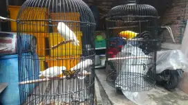 Lovebird Lutino mm