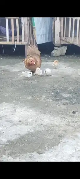 Ayam kate betina dan anaknya