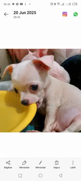 Jual anakan Chihuahua white