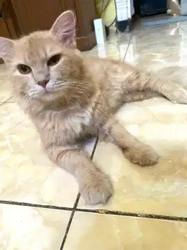 Kucing Persia Long hair