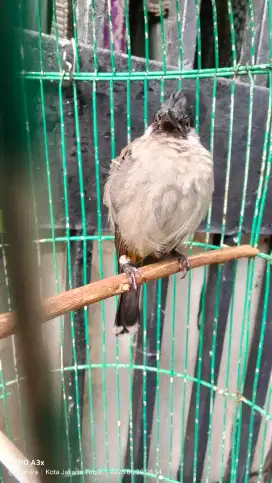 Burung kutilang
