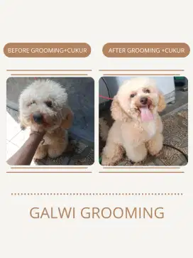 JASA GROOMING DOG AND CAT (FREE BIAYA TRANSPORTASI SEJABODETABEK)