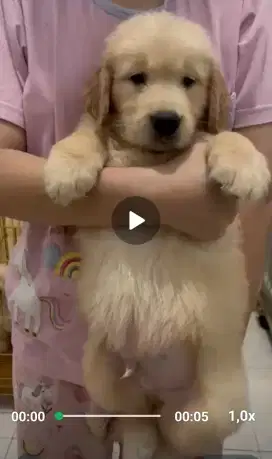 GOLDEN RETRIEVER JANTAN / BETINA