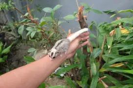 Sugar Glider Moza Jantan 1,5 Bulan