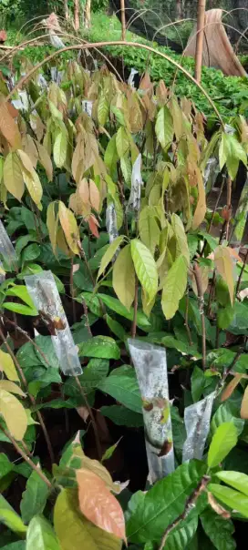 Menyediakan bibit duku lokasi Bandar Lampung