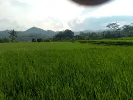 Tanah sawah 51 tumbak dijual