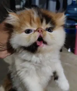 Persia peak nose 3 months Female