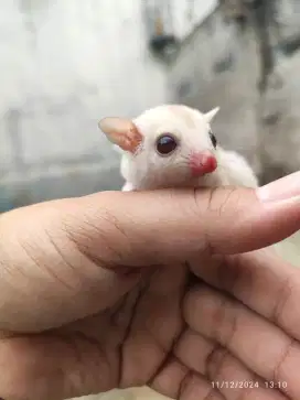 Sugar glider cremino
