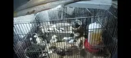 Anakan Ayam 1 Minggu , 2 Minggu , 5 bulan
