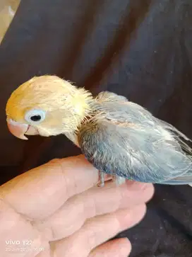 Lovebird biola PB vio love bird lolohan