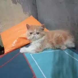 Kitten peaknose jantan lucu