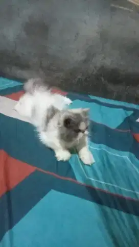 Betina peaknose sehat