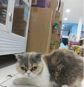 Siap Diadopsi! Kucing Scottish Betina - Warna Calico Cantik