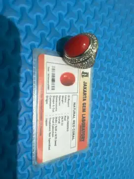 Jual Red Marjan