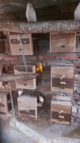 sepasang lovebird lutino mm