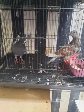 Burung Dara Kolongan sepasang piyikan trah bisa tuker tambah..