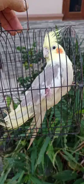 Falk jantan dan betina