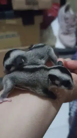 Sugar glider joey
