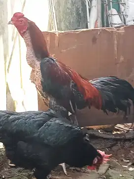 Ayam jago bangkok super big