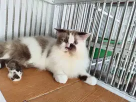 JURAGAN GROOMING ANJING&KUCING PANGGILAN TERDEKAT DI LOAKSI