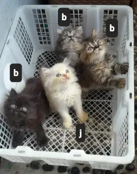 Kitten Flatnos usia 2 bulan longhair gembul ( untuk 1 kitten)